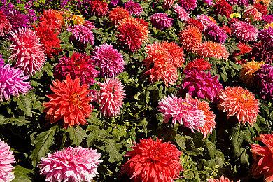 宫本茂：以后别叫我“游戏界的斯皮尔伯格”