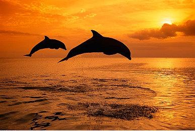 Massive Monster工作室：《咩咩启示录》明年年初更新添加成人内容